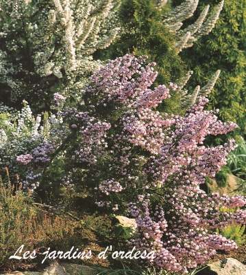 Erica arborea méditeranea
